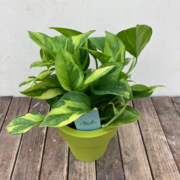 ポトス＊エメラルド＊底面給水人気の斑入り＊観葉植物＊ 1枚目の画像