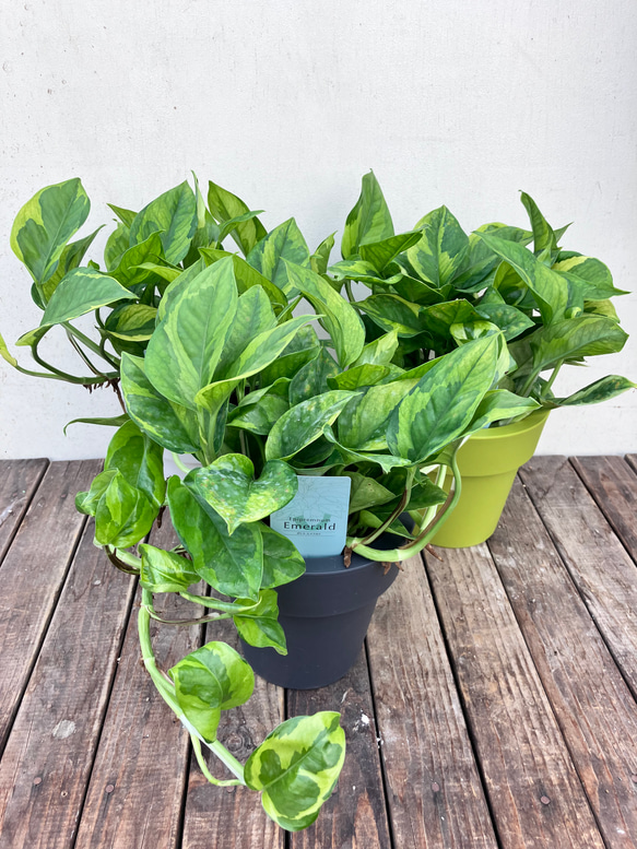 ポトス＊エメラルド＊底面給水人気の斑入り＊観葉植物＊ 11枚目の画像