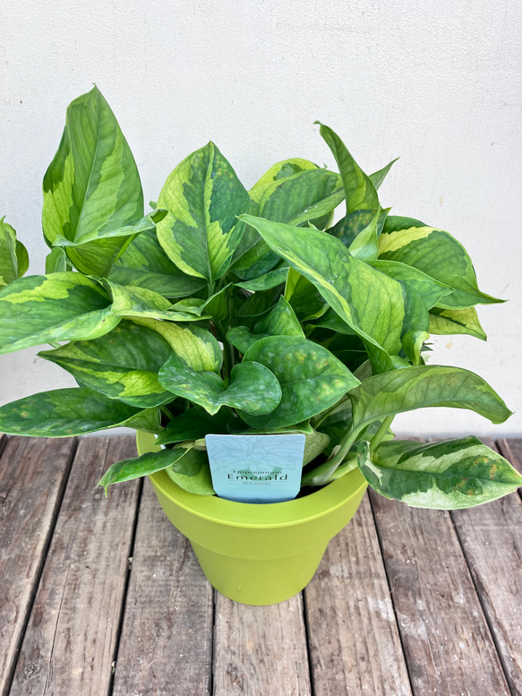ポトス＊エメラルド＊底面給水人気の斑入り＊観葉植物＊ 8枚目の画像
