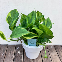 ポトス＊エメラルド＊底面給水人気の斑入り＊観葉植物＊ 10枚目の画像