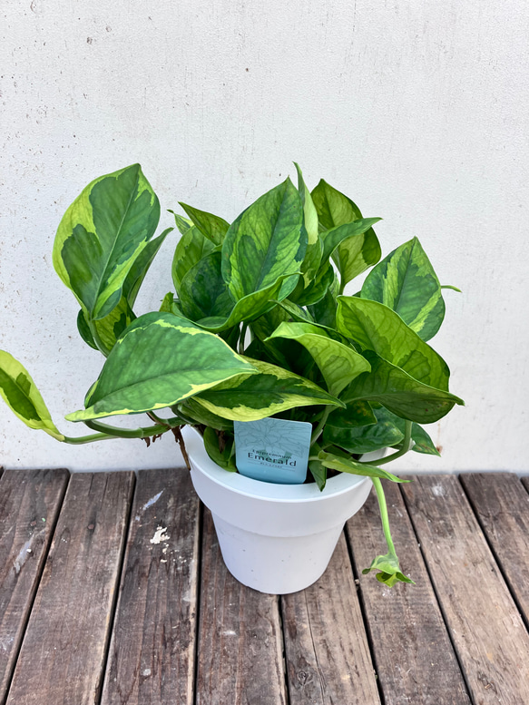 ポトス＊エメラルド＊底面給水人気の斑入り＊観葉植物＊ 10枚目の画像
