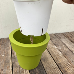 ポトス＊エメラルド＊底面給水人気の斑入り＊観葉植物＊ 4枚目の画像