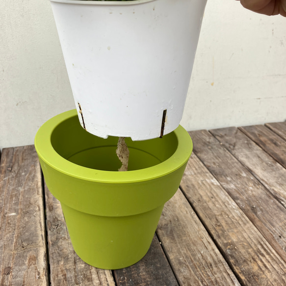 ポトス＊エメラルド＊底面給水人気の斑入り＊観葉植物＊ 4枚目の画像