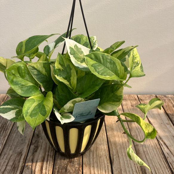 ポトス＊エメラルド＊吊り鉢＊人気の斑入り＊観葉植物＊ アート