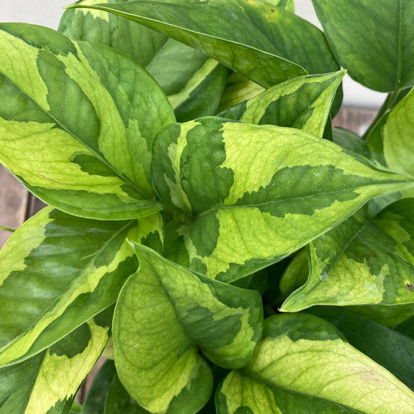 ポトス＊エメラルド＊底面給水人気の斑入り＊観葉植物＊ 2枚目の画像