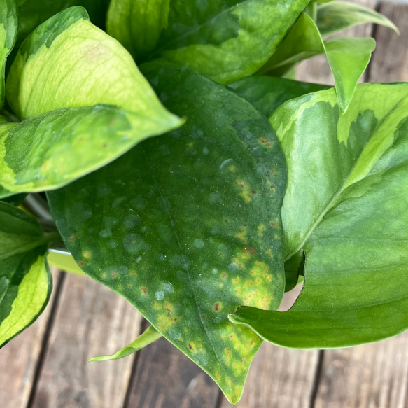 ポトス＊エメラルド＊底面給水人気の斑入り＊観葉植物＊ 6枚目の画像
