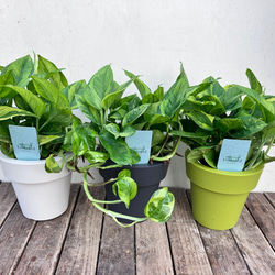ポトス＊エメラルド＊底面給水人気の斑入り＊観葉植物＊ 3枚目の画像