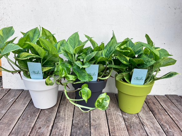 ポトス＊エメラルド＊底面給水人気の斑入り＊観葉植物＊ 3枚目の画像