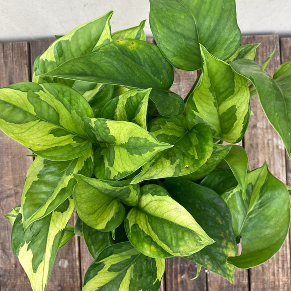 ポトス＊エメラルド＊底面給水人気の斑入り＊観葉植物＊ 5枚目の画像