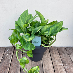 ポトス＊エメラルド＊底面給水人気の斑入り＊観葉植物＊ 9枚目の画像