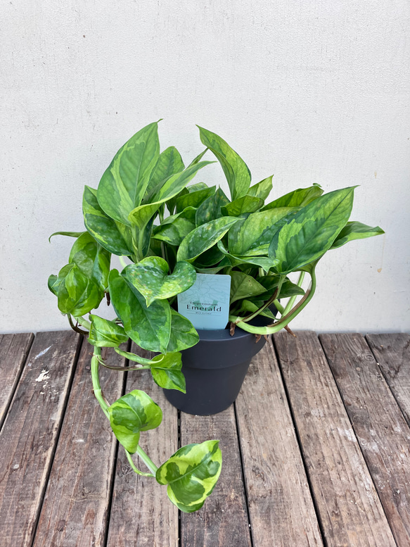 ポトス＊エメラルド＊底面給水人気の斑入り＊観葉植物＊ 9枚目の画像