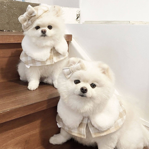 わんちゃん チャーム 3点set リボン ポメラニアン