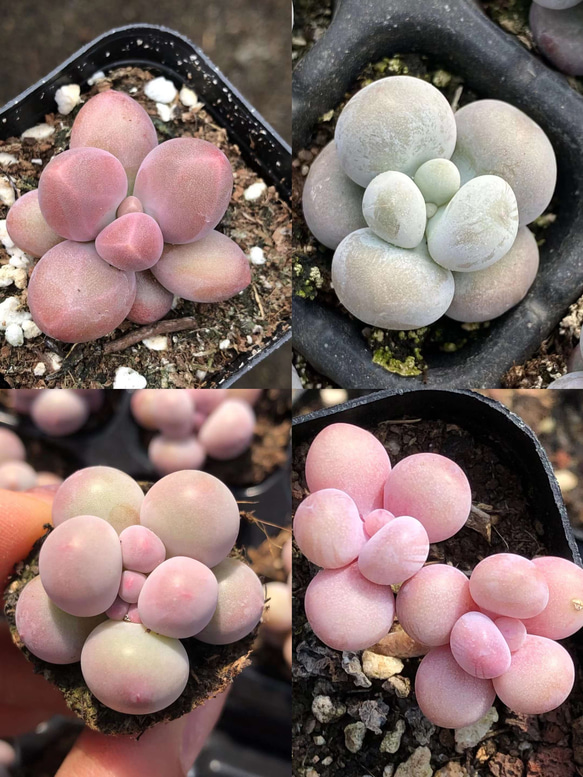 多肉植物 ぷくぷく♡小苗セット