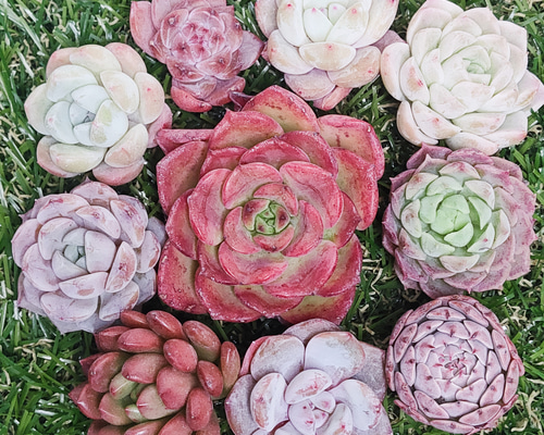 多肉植物 10苗セット 名前付き (カット苗)【エケベリア】 多肉植物