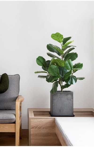 フィカスリラータ人工観葉植物：予約販売 販売開始日 4月20日 9:00～【2024-079】