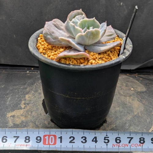 レア多肉植物シリーズ・エケベリア・リラシナ錦inわけけのお店 レア多肉植物シリーズ・エケベリア・リラシナ錦inわけけのお店