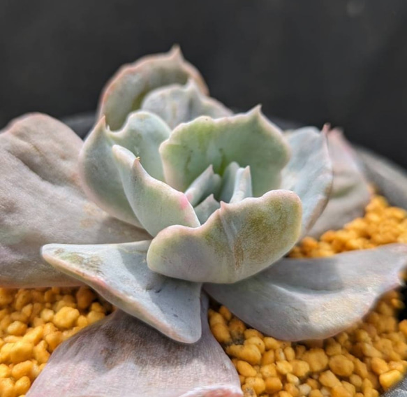 レア多肉植物シリーズ・エケベリア・リラシナ錦inわけけのお店 レア多肉植物シリーズ・エケベリア・リラシナ錦inわけけのお店