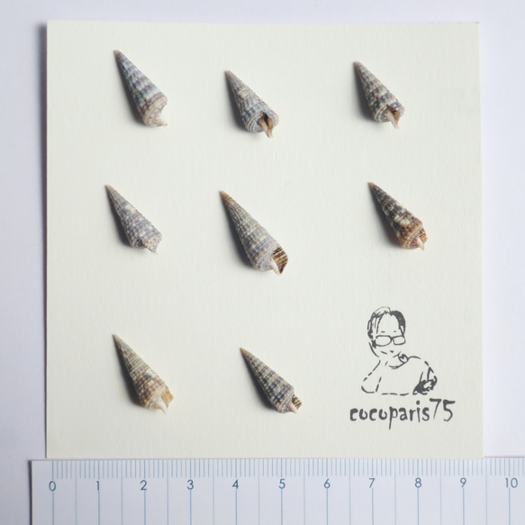 ミニ　貝殻　　corine 2枚目の画像
