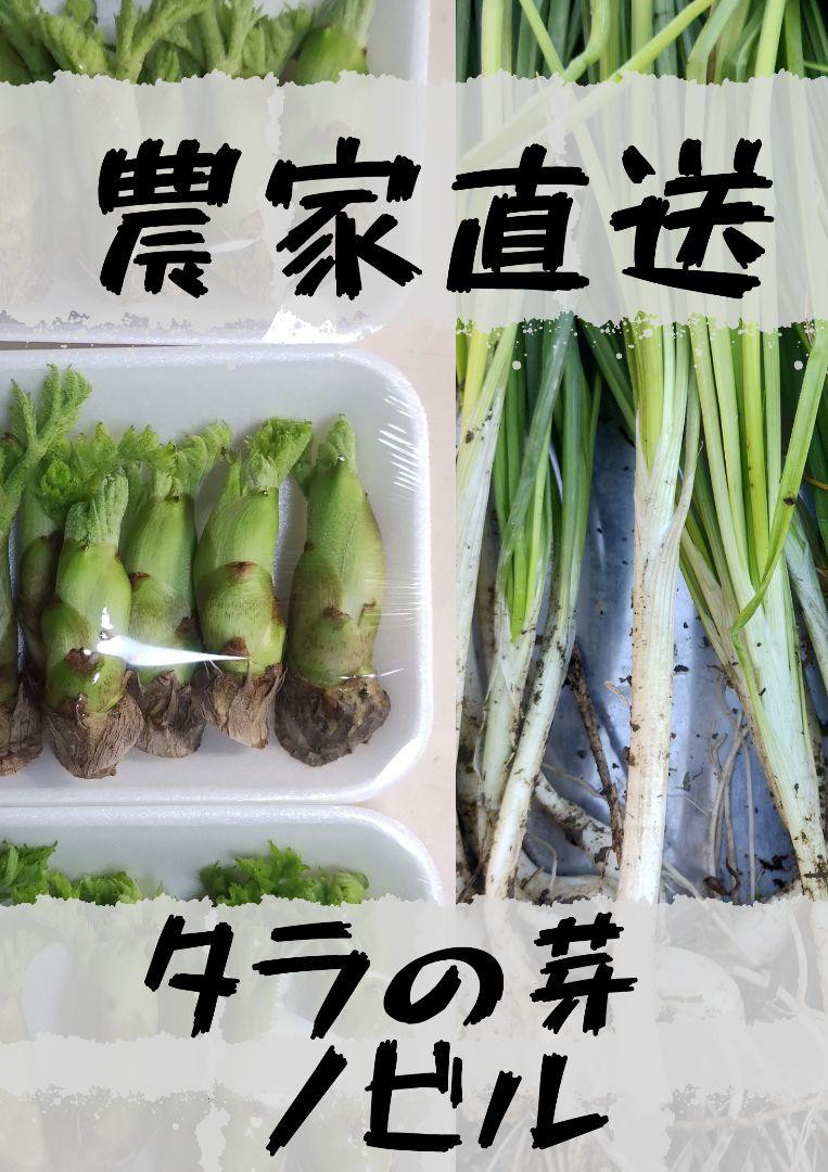 期間限定価格[農家直送]タラの芽1.0kg以上 風味の強いトゲがある木のタラの芽 期間限定価格[農家直送]タラの芽1.0kg以上 風味の強いトゲがある木のタラの芽
