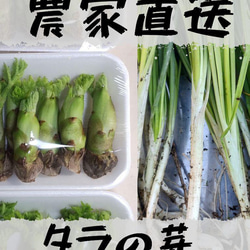 北海道産 天然 たらの木 乾燥 ４，５キロ 農家直送]トゲがあるタラの木 宅急便コンパクトいっぱい