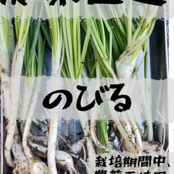 [農家直送]野蒜のびる200g以上(栽培期間中、化学肥料・農薬不使用.除草剤不使用) 1枚目の画像