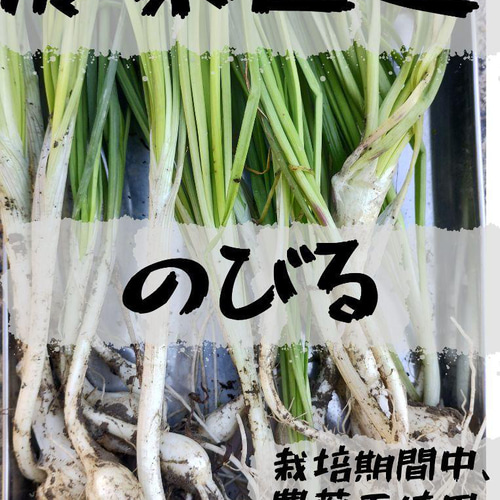 農家直送]野蒜のびる200g以上(栽培期間中、化学肥料・農薬不使用.除草  