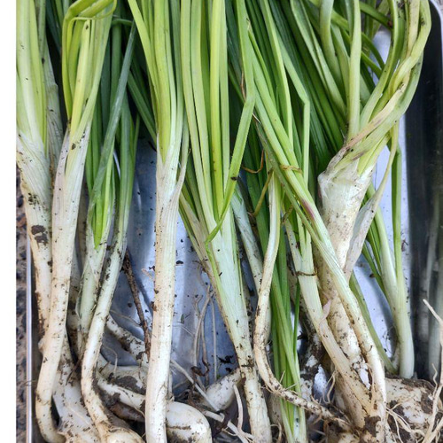 農家直送]野蒜のびる200g以上(栽培期間中、化学肥料・農薬不使用.除草  