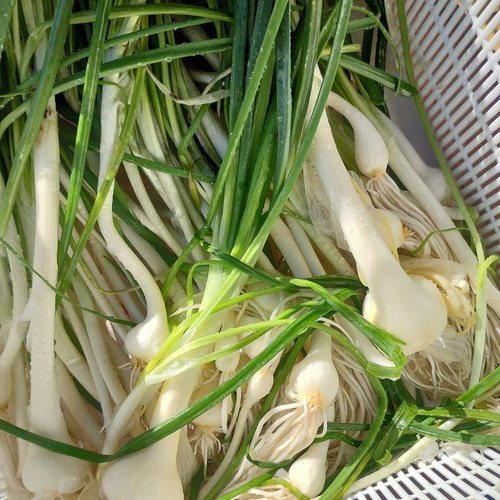 農家直送]野蒜のびる200g以上(栽培期間中、化学肥料・農薬不使用.除草  