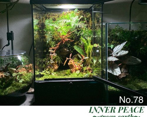 78 苔アート テラリウム イモリウム カエルリウム 完成品