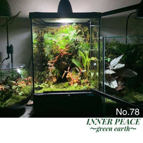 78 苔アート テラリウム イモリウム カエルリウム 完成品
