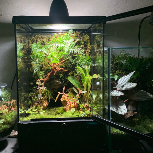 78 苔アート テラリウム イモリウム カエルリウム 完成品 78 苔アート テラリウム イモリウム カエルリウム 完成品