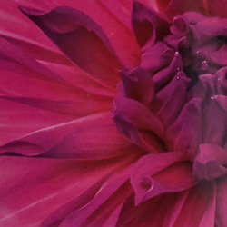 巨大輪ダリア【 春の日⠀】マゼンタカラーのインパクトある花を開く 1枚目の画像