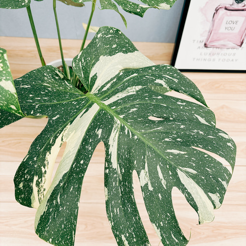 現品］【希少】8番 モンステラ デリシオーサ 斑入り 観葉植物