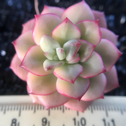 多肉植物　Echeveria ‘Tango’錦　抜き苗　1株 2枚目の画像