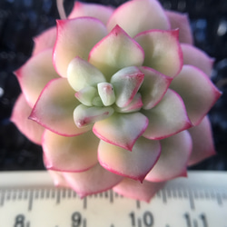 多肉植物　Echeveria ‘Tango’錦　抜き苗　1株 1枚目の画像