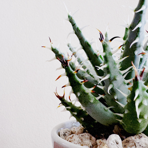 怖そうで怖くない ちっちゃなアロエ「アロエ エリナケア