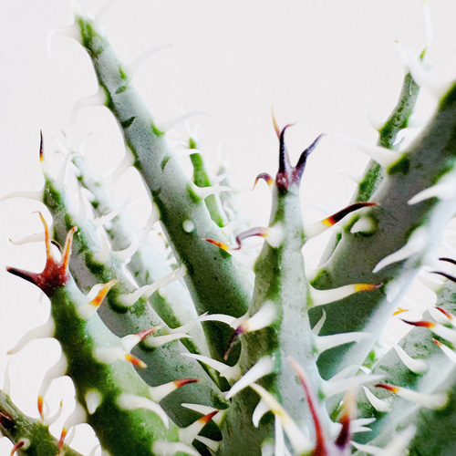 怖そうで怖くない ちっちゃなアロエ「アロエ エリナケア