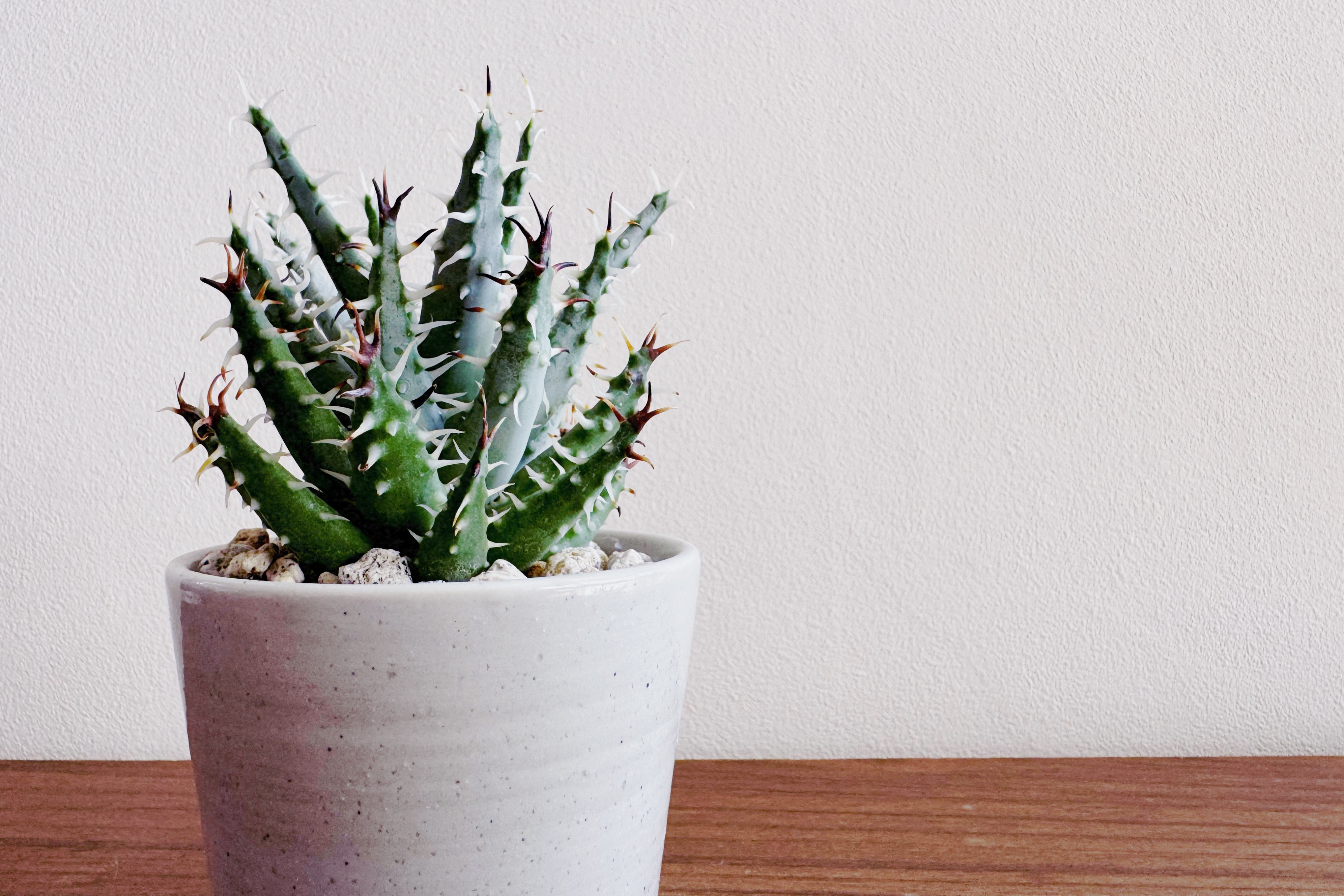 怖そうで怖くない ちっちゃなアロエ「アロエ エリナケア」　デスクトップにちょうどいい多肉植物