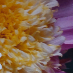 ダリア【アルペンパール⠀】藤桃色の舌状弁にクリーム色の筒状弁が特徴的な可愛らしいアネモネ咲きダリア6~10月開花 1枚目の画像