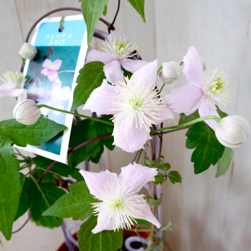 希少♡クレマチス♡みやび♡5寸鉢♡ アートフラワー nico flowers〜桜