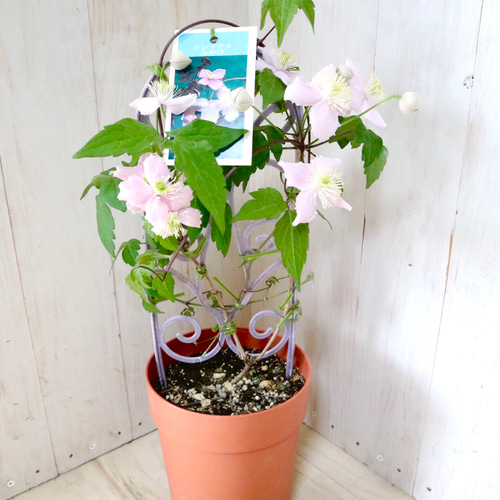 希少♡クレマチス♡みやび♡5寸鉢♡ アートフラワー nico flowers〜桜