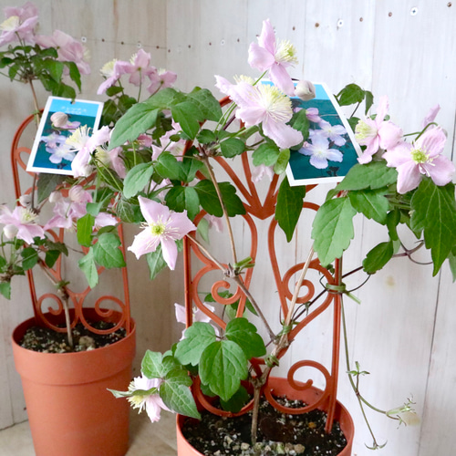 わらびもち　希少　クレマチス　５号　アーチ仕立て　春 希少♡クレマチス♡みやび♡5寸鉢♡ アートフラワー nico flowers〜桜