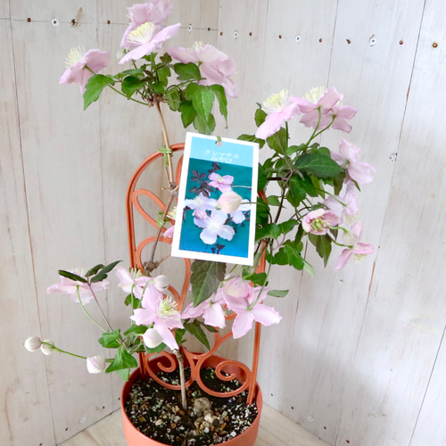 希少♡クレマチス♡みやび♡5寸鉢♡ アートフラワー nico flowers〜桜