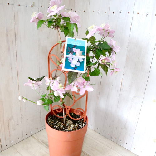 希少♡クレマチス♡みやび♡5寸鉢♡ アートフラワー nico flowers〜桜