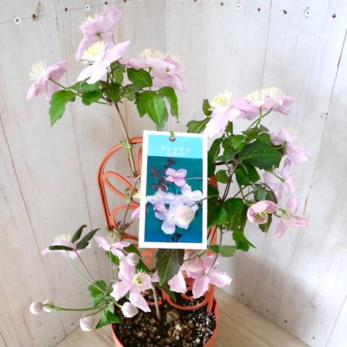 希少♡クレマチス♡みやび♡5寸鉢♡ アートフラワー nico flowers〜桜