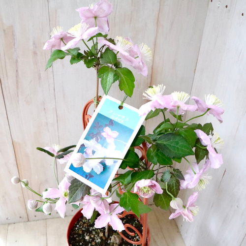 希少♡クレマチス♡みやび♡5寸鉢♡ アートフラワー nico flowers〜桜