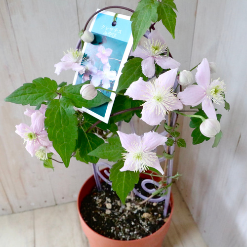 希少♡クレマチス♡みやび♡5寸鉢♡ アートフラワー nico flowers〜桜