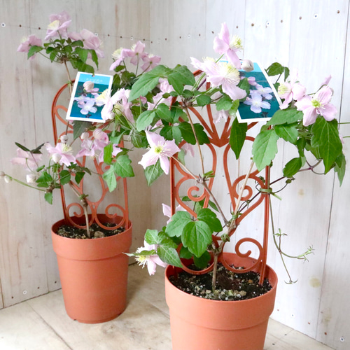 希少♡クレマチス♡みやび♡5寸鉢♡ アートフラワー nico flowers〜桜