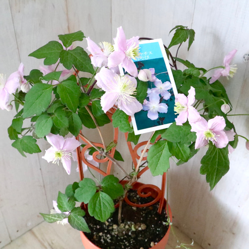 希少♡クレマチス♡みやび♡5寸鉢♡ アートフラワー nico flowers〜桜