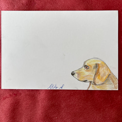 ビーグル 鉛筆画(色紙) 2547e6e1761d097a3c2e9dc955b63e